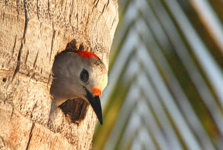 mama yucatan woodpecker copy.jpg