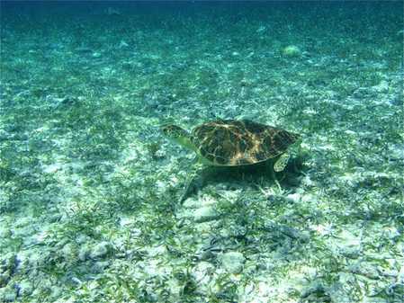 turtle.jpg