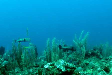 Porcipine Puffer Fish.jpg