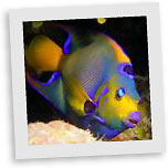 Queen Angelfish